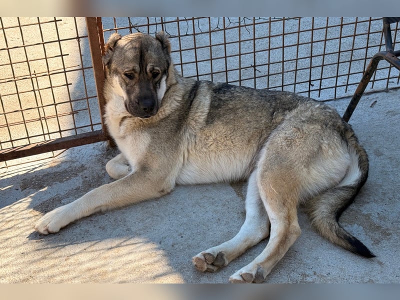 LOTTIE❤️HSH-Mix-Hündin: eine wahre Frohnatur und treue Begleiterin