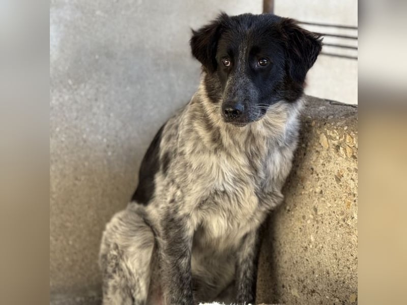 Ashwin, geb. ca. 12/2024, lebt in GRIECHENLAND, auf einem Gelände, auf dem die Hunde notdürftig vers