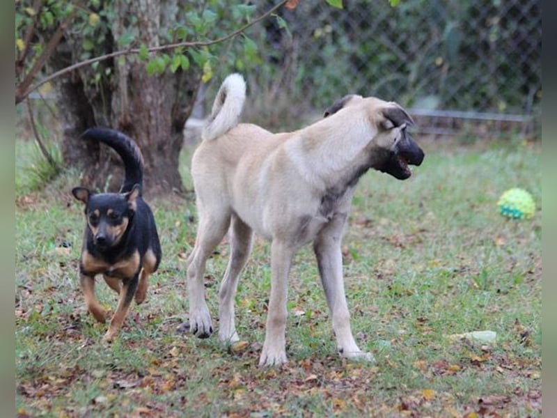 Maya ❤️ aktive, so liebe HSH-Mix Dame