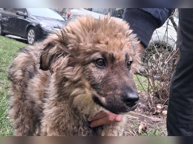 CEDRIC❤️Familienhund mit Kuschelgarantie
