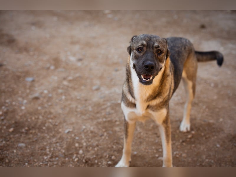 LOTTIE❤️HSH-Mix-Hündin: eine wahre Frohnatur und treue Begleiterin