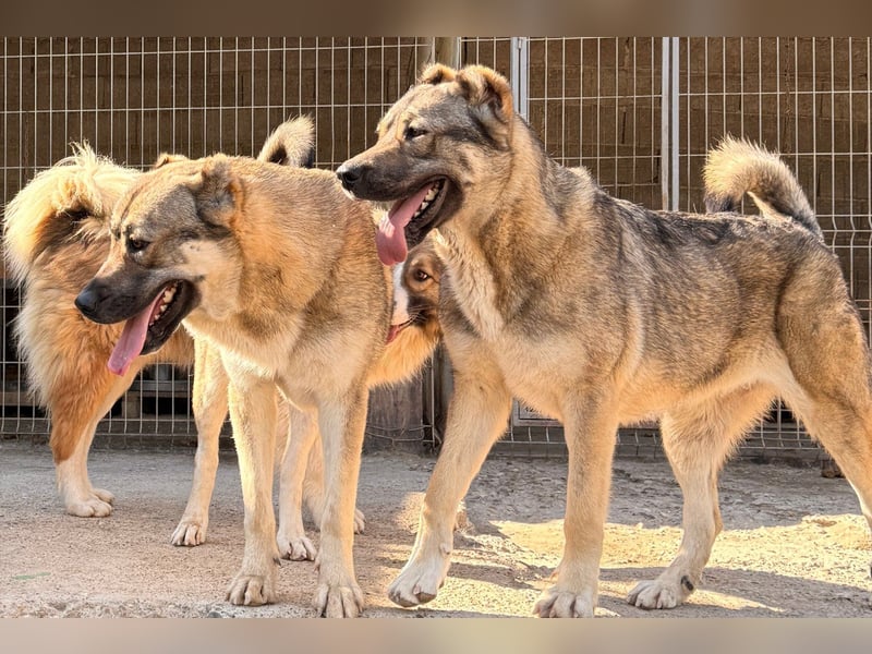 LOTTIE❤️HSH-Mix-Hündin: eine wahre Frohnatur und treue Begleiterin
