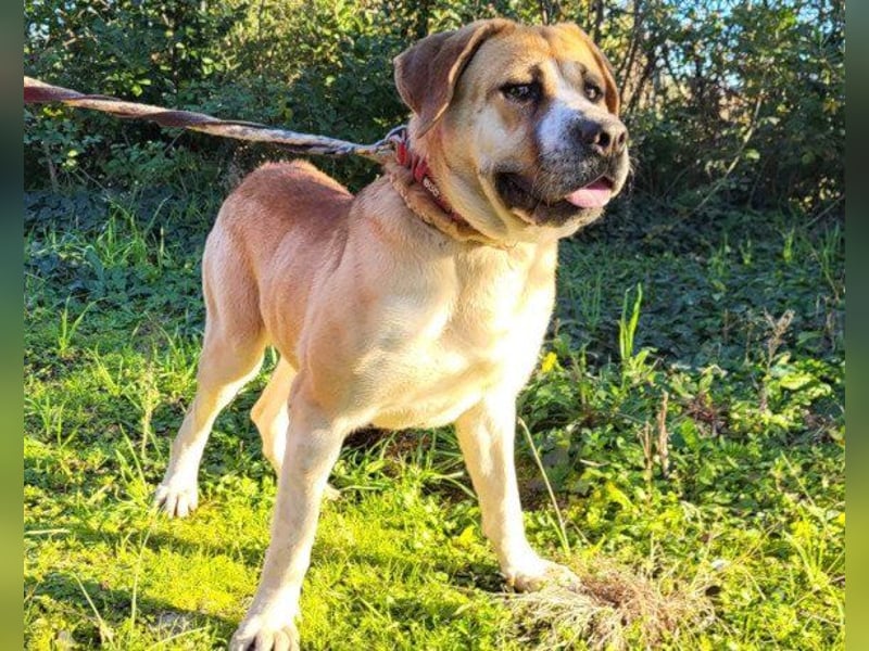 Notfellhündin Honey sucht dringend ihre PS/ES