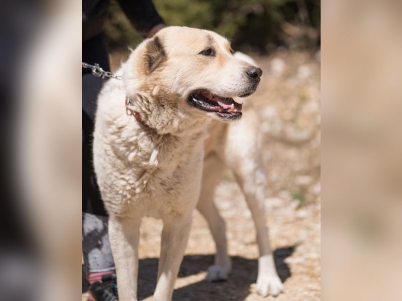 Jack ❤️ so menschenbezogen, verschmust und verträglich!