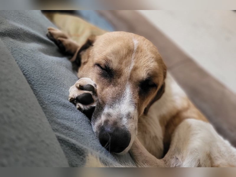 Felicio wartet in 99718 Greussen