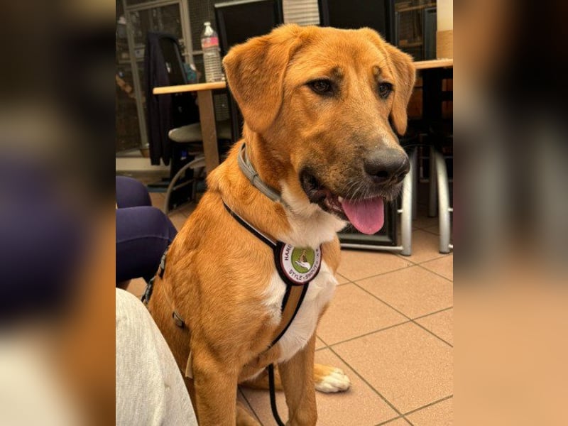 HSH-Mix-Lady ♥Suvi♥ wartet bereits in 63911 Klingenberg/Main