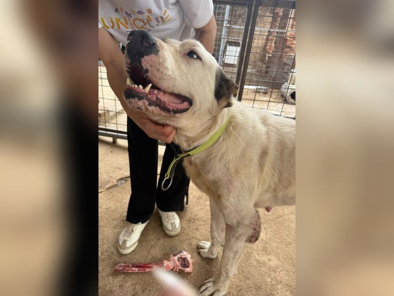 HSH-Mix ♥ Nelica ♥ großer Schatz auf 4 Pfoten