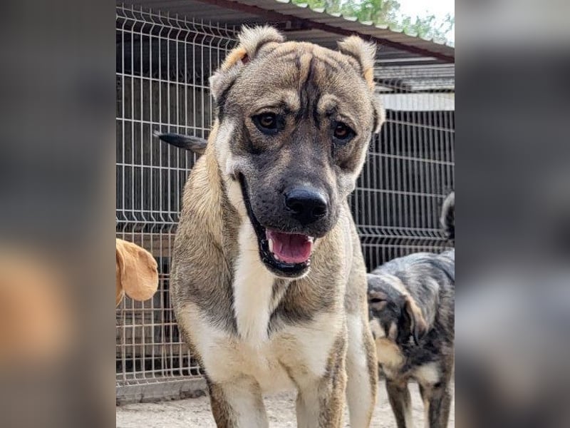 LOTTIE❤️HSH-Mix-Hündin: eine wahre Frohnatur und treue Begleiterin