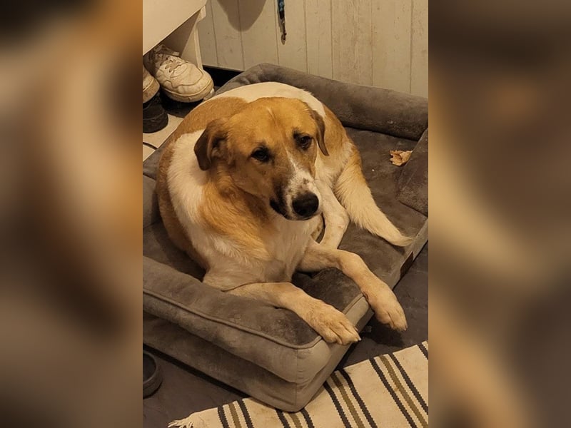 Felicio wartet in 99718 Greussen