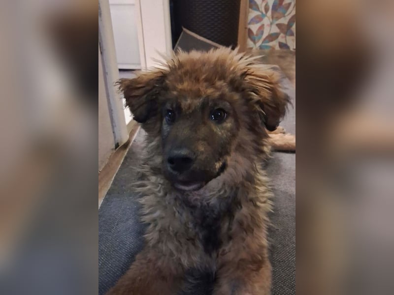 CEDRIC❤️Familienhund mit Kuschelgarantie