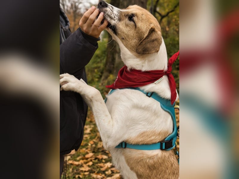 Felicio wartet in 99718 Greussen