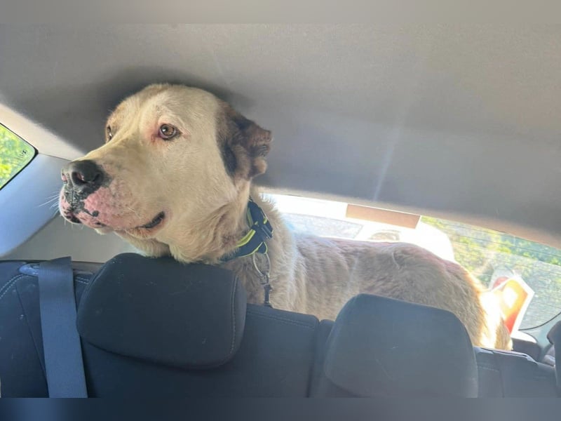 HSH-Mix ♥ Nelica ♥ großer Schatz auf 4 Pfoten