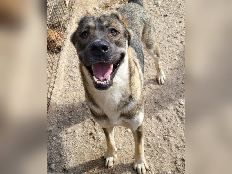 LOTTIE❤️HSH-Mix-Hündin: eine wahre Frohnatur und treue Begleiterin