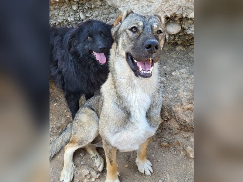 HSH-Mix LILY❤️sanfte, liebe Frohnatur sucht ein großes Zuhause