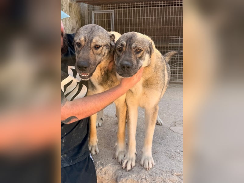 LOTTIE❤️HSH-Mix-Hündin: eine wahre Frohnatur und treue Begleiterin