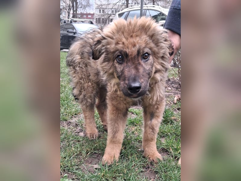 CEDRIC❤️Familienhund mit Kuschelgarantie