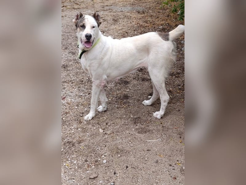 HSH-Mix ♥ Nelica ♥ großer Schatz auf 4 Pfoten