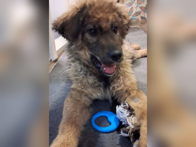 CEDRIC❤️Familienhund mit Kuschelgarantie