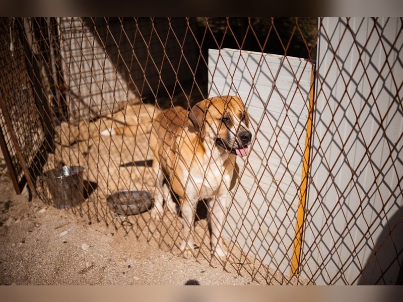 Notfellhündin Honey sucht dringend ihre PS/ES