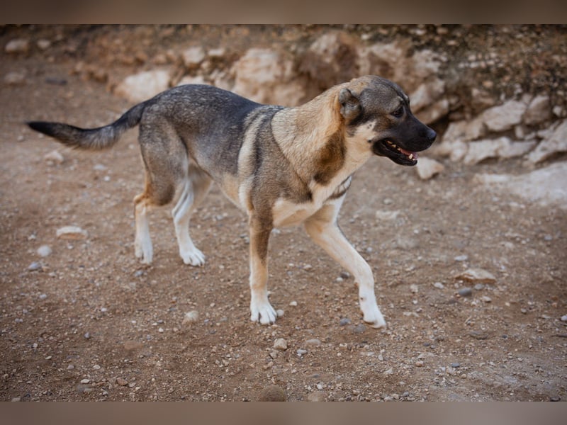 LOTTIE❤️HSH-Mix-Hündin: eine wahre Frohnatur und treue Begleiterin