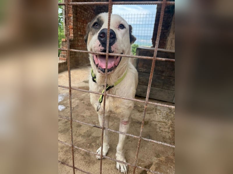 HSH-Mix ♥ Nelica ♥ großer Schatz auf 4 Pfoten