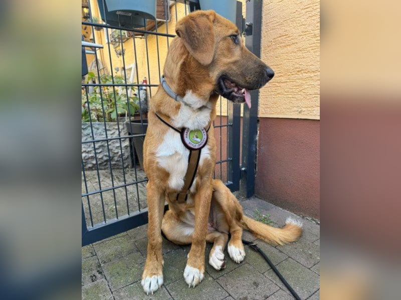 HSH-Mix-Lady ♥Suvi♥ wartet bereits in 63911 Klingenberg/Main