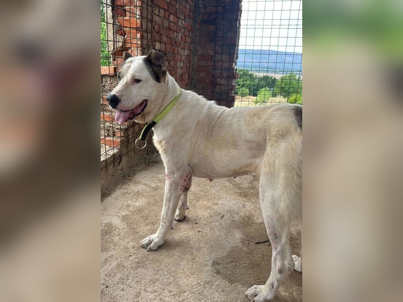 HSH-Mix ♥ Nelica ♥ großer Schatz auf 4 Pfoten