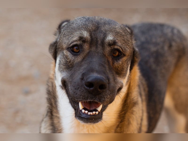 LOTTIE❤️HSH-Mix-Hündin: eine wahre Frohnatur und treue Begleiterin