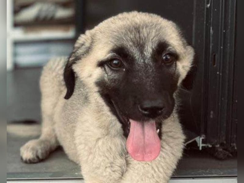 HSH-Mix LULU❤️ lebensfrohes Hundemädchen sucht dringend ein liebevolles Zuhause!