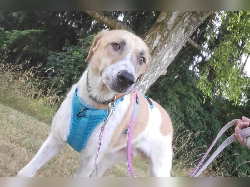 Felicio wartet in 99718 Greussen