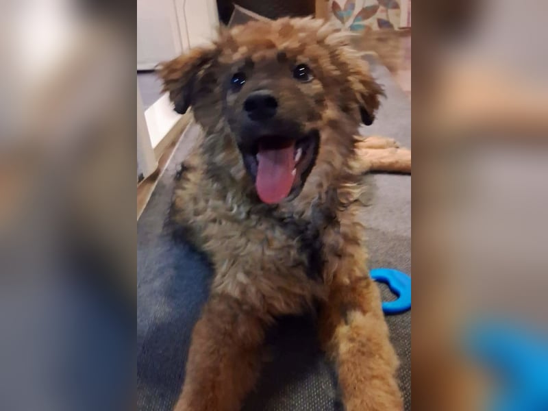 CEDRIC❤️Familienhund mit Kuschelgarantie