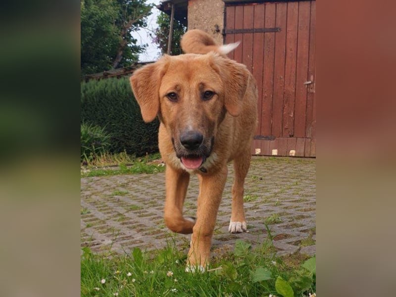 HSH-Mix-Lady ♥Suvi♥ wartet bereits in 63911 Klingenberg/Main