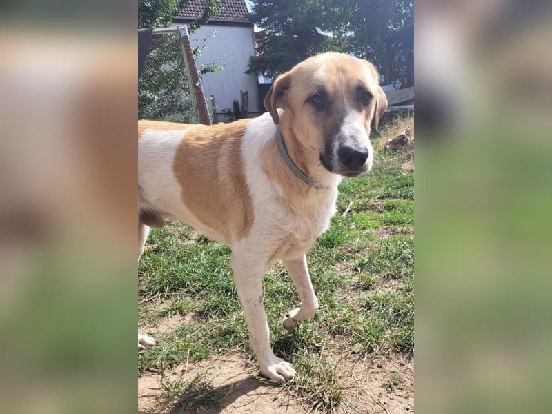 Felicio wartet in 99718 Greussen