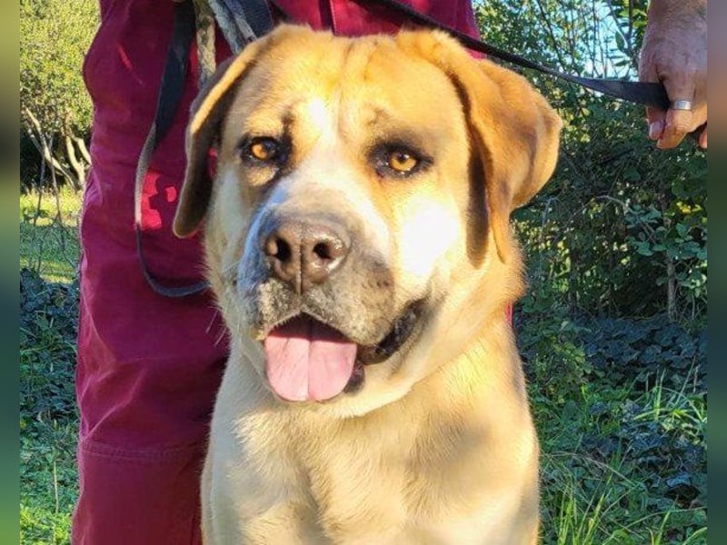 Notfellhündin Honey sucht dringend ihre PS/ES