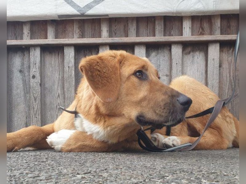 HSH-Mix-Lady ♥Suvi♥ wartet bereits in 63911 Klingenberg/Main