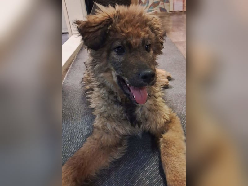 CEDRIC❤️Familienhund mit Kuschelgarantie