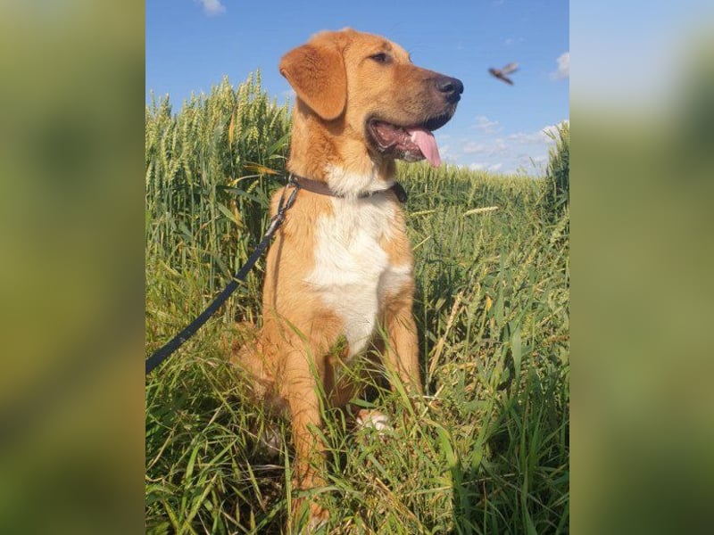 HSH-Mix-Lady ♥Suvi♥ wartet bereits in 63911 Klingenberg/Main