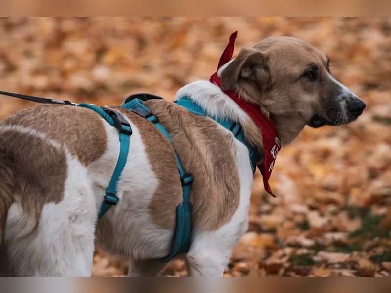 Felicio wartet in 99718 Greussen