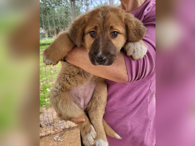 HSH-Mix-Lady ♥Suvi♥ wartet bereits in 63911 Klingenberg/Main