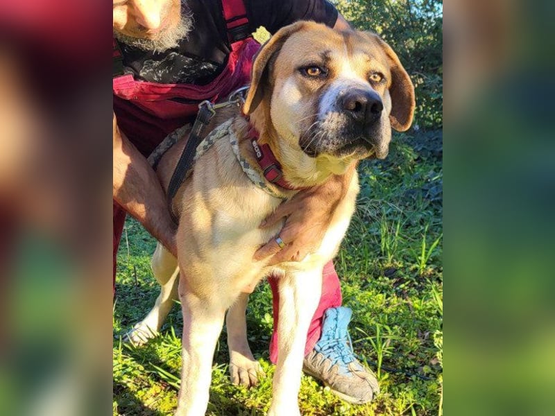 Notfellhündin Honey sucht dringend ihre PS/ES