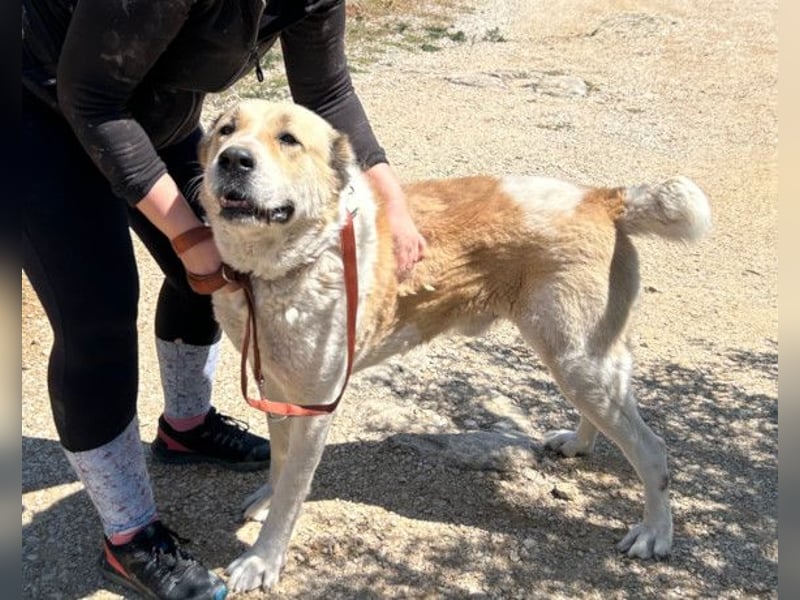 Jack ❤️ so menschenbezogen, verschmust und verträglich!