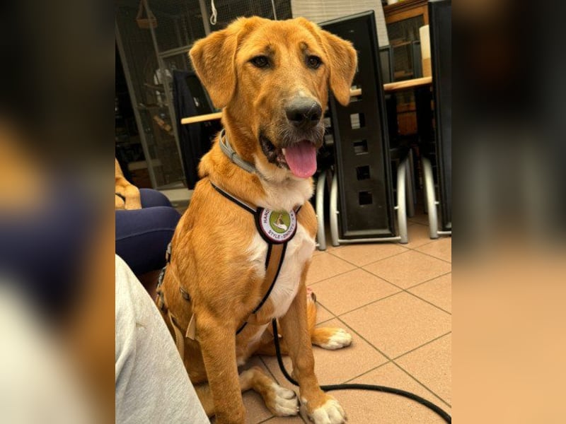 HSH-Mix-Lady ♥Suvi♥ wartet bereits in 63911 Klingenberg/Main