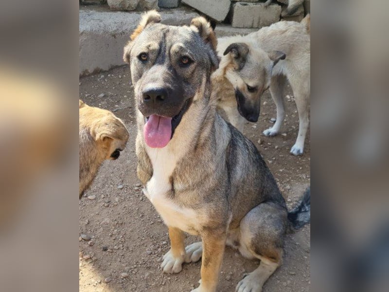 HSH-Mix LILY❤️sanfte, liebe Frohnatur sucht ein großes Zuhause