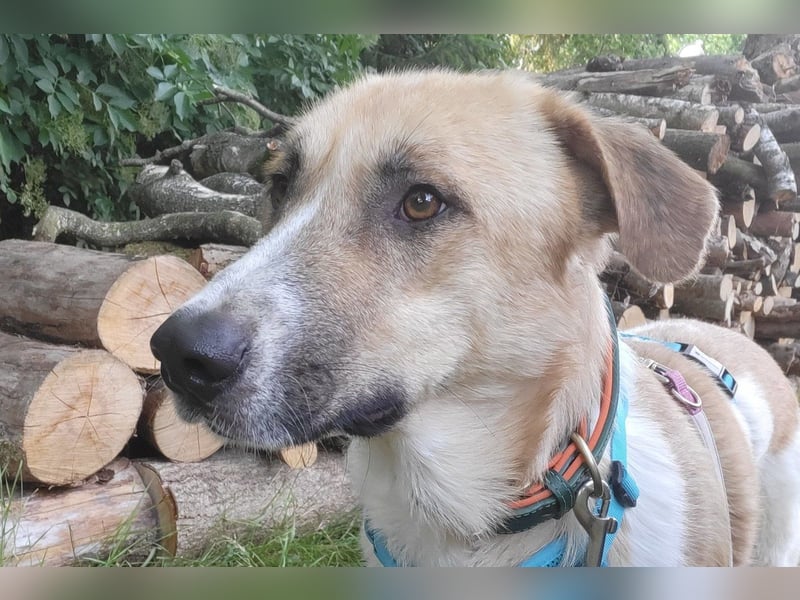 Felicio wartet in 99718 Greussen