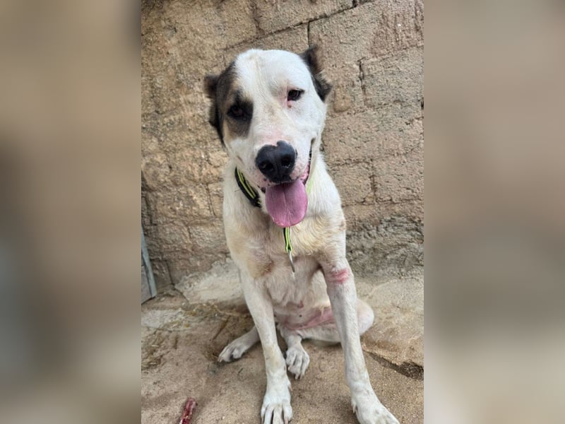 HSH-Mix ♥ Nelica ♥ großer Schatz auf 4 Pfoten