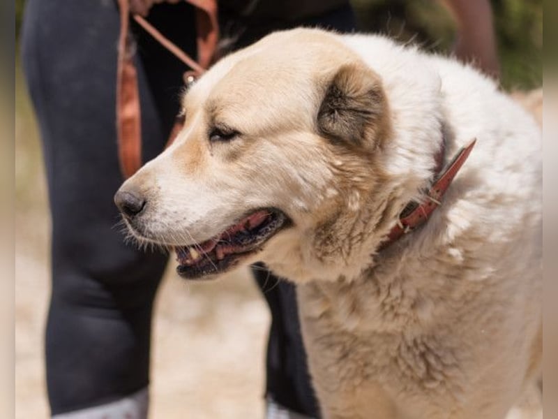 Jack ❤️ so menschenbezogen, verschmust und verträglich!