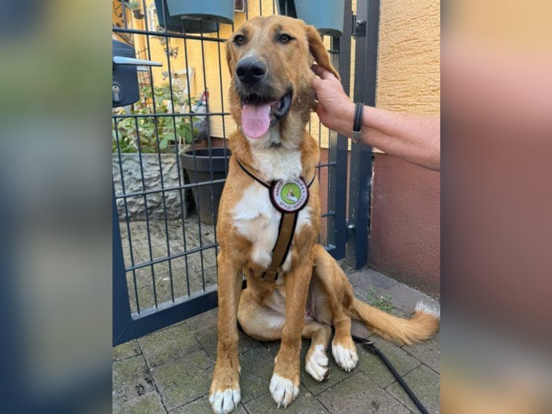 HSH-Mix-Lady ♥Suvi♥ wartet bereits in 63911 Klingenberg/Main