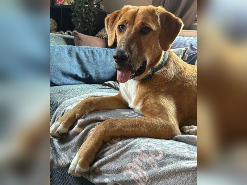 HSH-Mix-Lady ♥Suvi♥ wartet bereits in 63911 Klingenberg/Main