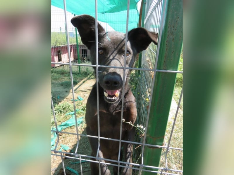 Shadow - Schwarze Perle mit starkem Kopf