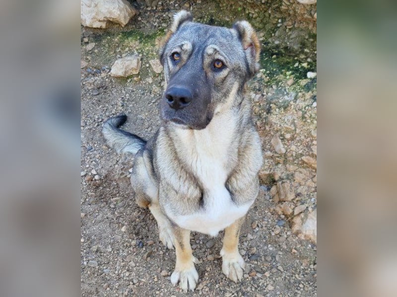 HSH-Mix LILY❤️sanfte, liebe Frohnatur sucht ein großes Zuhause